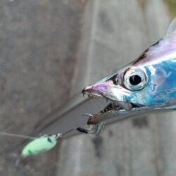 夏タチのサイズ