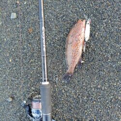 狙いはソウダガツオでしたが…