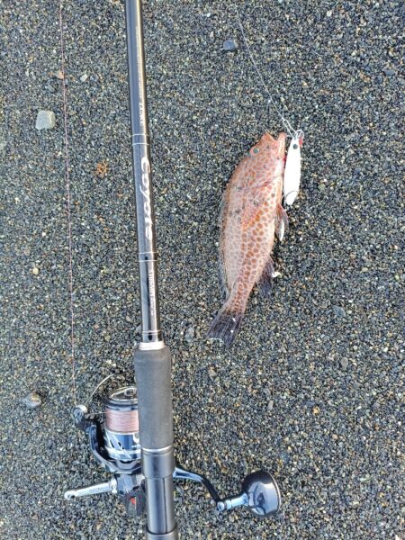 狙いはソウダガツオでしたが…