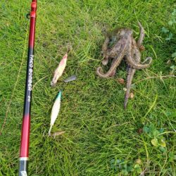 カマス不在につき…