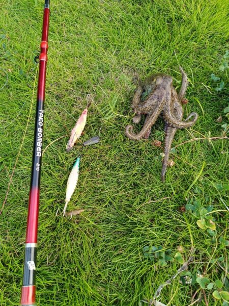 カマス不在につき…