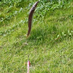若潮で潮が動かず…