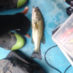 トップで1匹