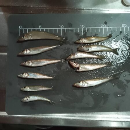 ピン、ピン、ピン
