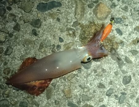 ケンサキイカ