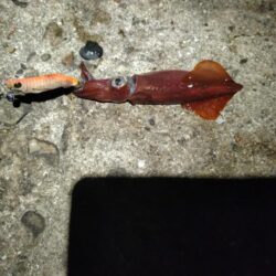 ケンサキ