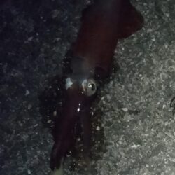 ケンサキ