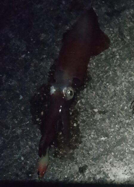ケンサキ