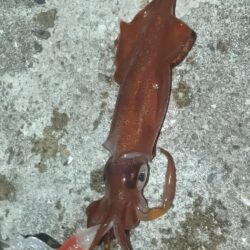 ケンサキイカ