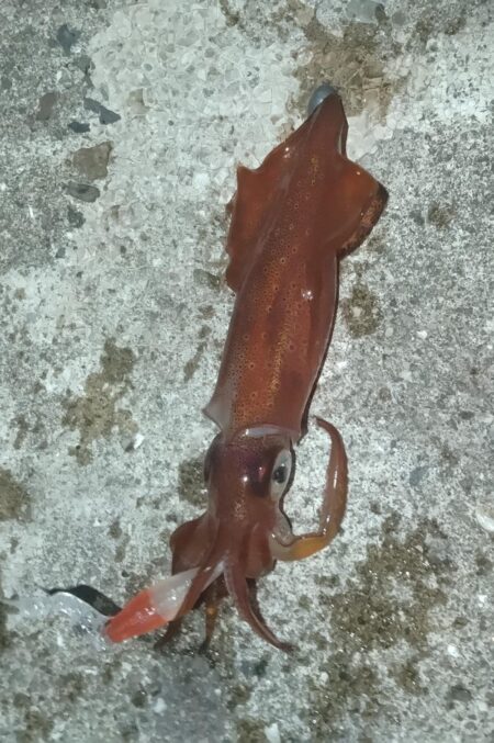 ケンサキイカ