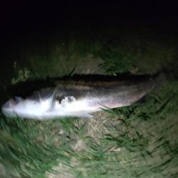 2日連続釣行