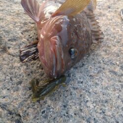 ロックフィッシュ