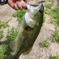 ハイプレッシャーの中、ボトムで数釣り