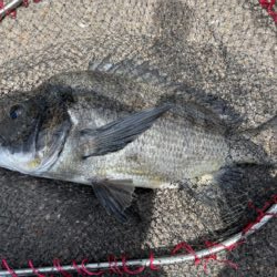 イチノ兄弟、釣果！