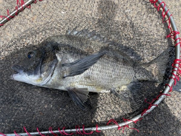 イチノ兄弟、釣果！