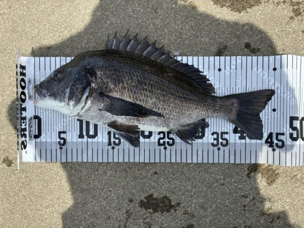 イチノ兄弟、釣果！