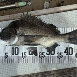 イチノ兄弟、釣果！