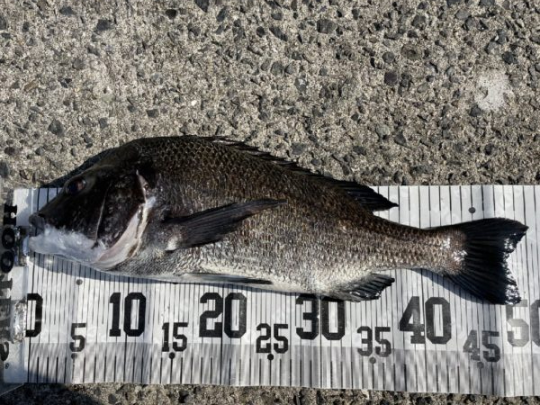 イチノ兄弟、釣果！
