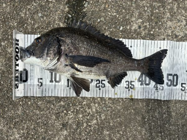 イチノ兄弟、釣果！