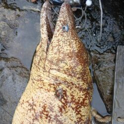 和歌山大引の磯でクエ釣り