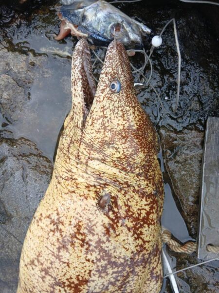 和歌山大引の磯でクエ釣り