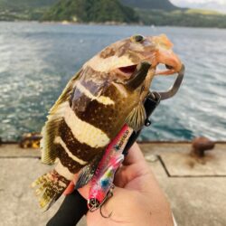 アオハタは裏切らない