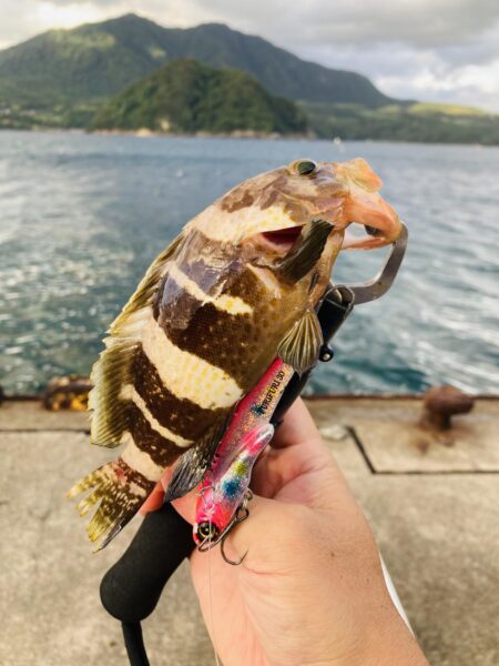 アオハタは裏切らない