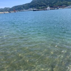 いか天　1