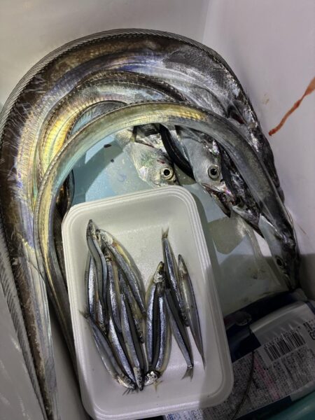 息子と太刀魚調査