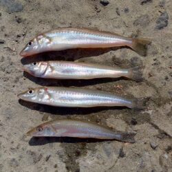 今シーズン7回目のキス釣り