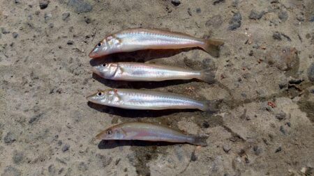 今シーズン7回目のキス釣り