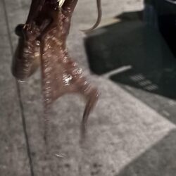 〜タコさんダービー最終戦〜