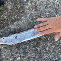太刀魚