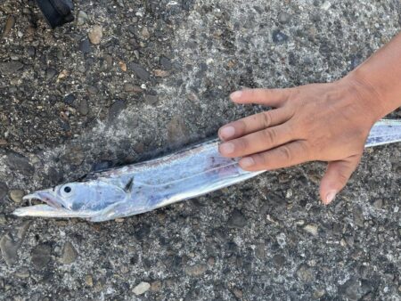 太刀魚