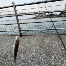 アジは好調、成長中