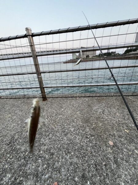 アジは好調、成長中