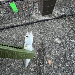 サビキしか加担