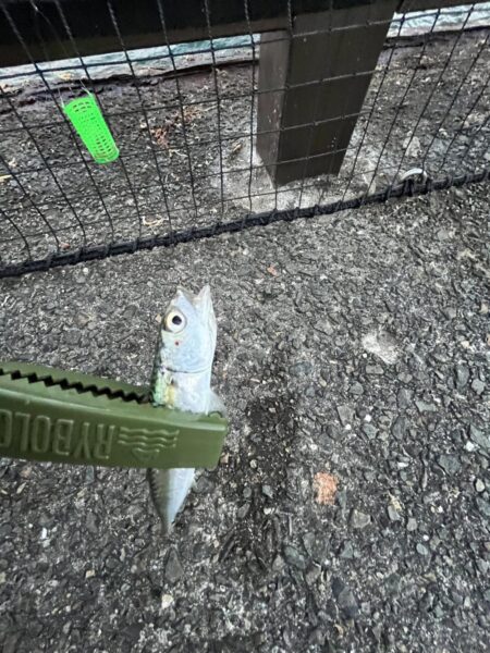サビキしか加担