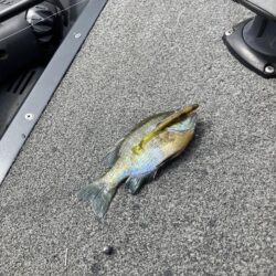 ひさびさの琵琶湖