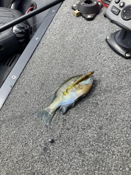 ひさびさの琵琶湖