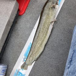 夏休み北山田でナマズ56cm