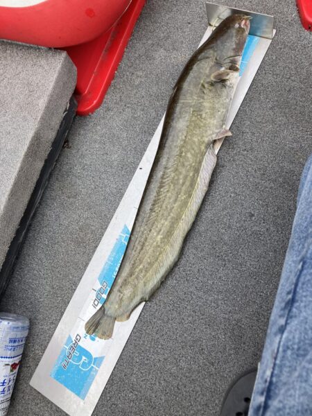 夏休み北山田でナマズ56cm
