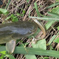 近所の川でナマズ57cm