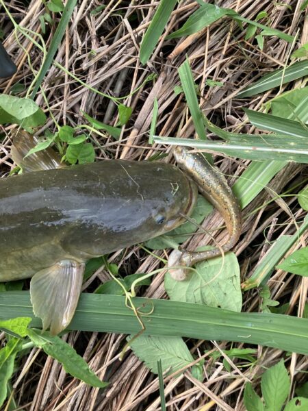 近所の川でナマズ57cm