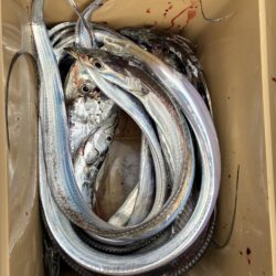 シブシブ太刀魚