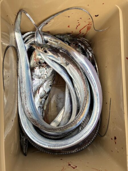 シブシブ太刀魚