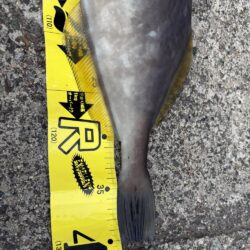 なんなんこの魚??