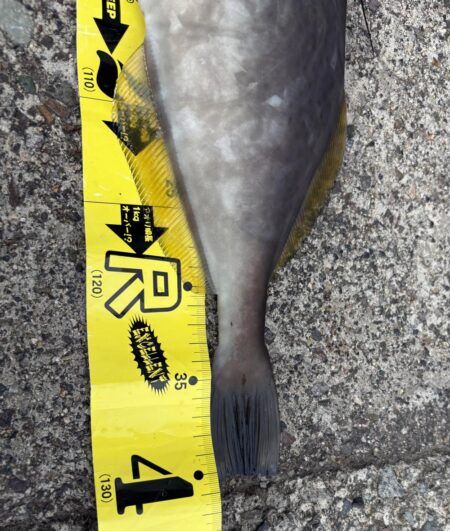 なんなんこの魚??