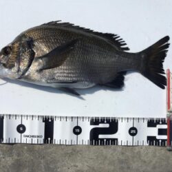 34cm 小型