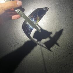 渋いです